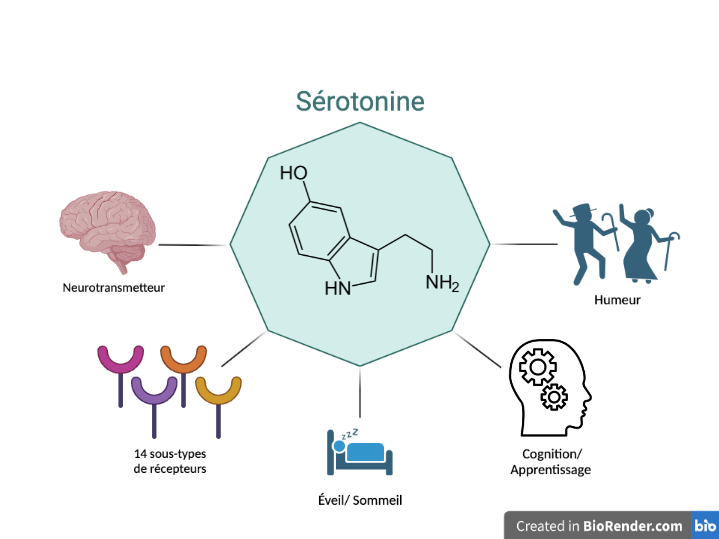 R��cepteurs s��rotonine